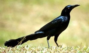 Mito corto del Zanate